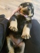 Small Photo #4 Rottweiler Puppy For Sale in INDEPENDENCE, MO, USA