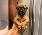 Small Photo #1 Boxer Puppy For Sale in CLAREMORE, OK, USA