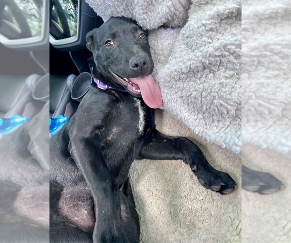 Medium Photo #4 Labrador Retriever-Unknown Mix Puppy For Sale in Brewster, NY, USA