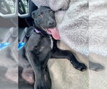 Small #3 Labrador Retriever Mix
