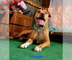 Small #4 American Pit Bull Terrier Mix