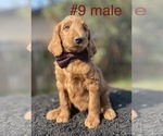 Small Photo #6 Labradoodle Puppy For Sale in PORTERVILLE, CA, USA