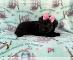 Small #2 Aussiedoodle Miniature 