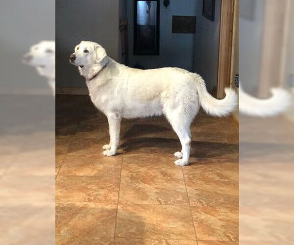 Medium Photo #6 Akbash-Great Pyrenees Mix Puppy For Sale in PEYTON, CO, USA