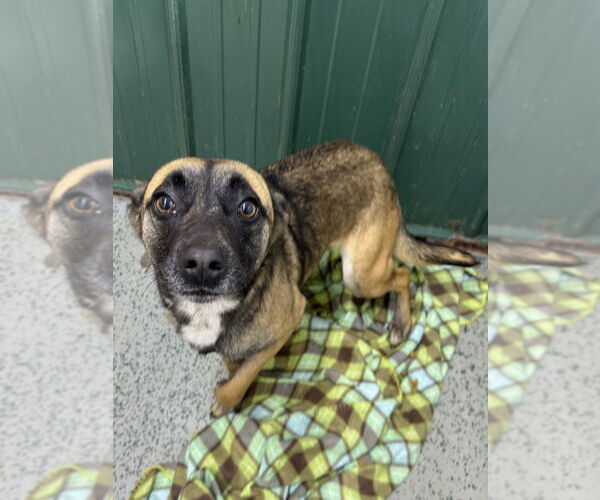 Medium Photo #1 Mutt Puppy For Sale in Osgood, IN, USA