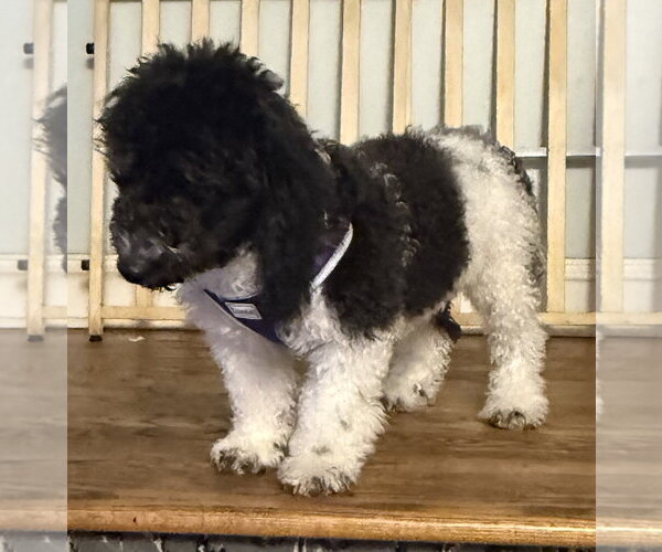 Medium Photo #5 Bichon Frise Puppy For Sale in Wheaton, IL, USA