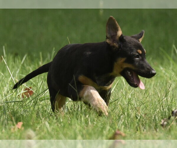 Medium Photo #8 Mutt Puppy For Sale in Mechanicsburg, PA, USA