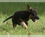 Small #7 Mutt