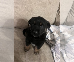 Australian Shepherd-Rottweiler Mix Puppy for sale in STOCKTON, CA, USA