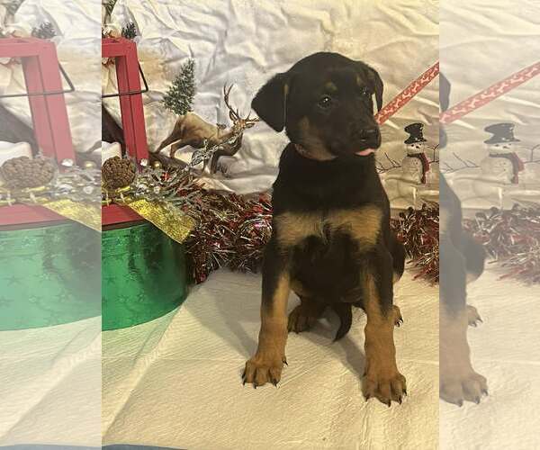 Medium Photo #6 Doberman Pinscher-German Shepherd Dog Mix Puppy For Sale in HOPKINSVILLE/PRINCETON, KY, NH, USA