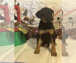 Small #5 Doberman Pinscher-German Shepherd Dog Mix