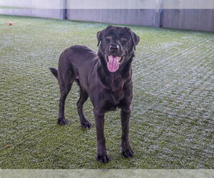 Medium Labrador Retriever