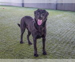Small Labrador Retriever