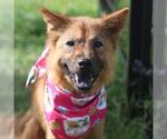 Small Chow Chow Mix