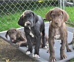 Small Photo #7 Great Dane Puppy For Sale in BANGOR, WI, USA