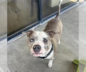 American Pit Bull Terrier-Bulldog Mix Dogs for adoption in Denver, CO, USA