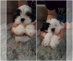 Small Photo #1 Shih Tzu Puppy For Sale in WHITTIER, CA, USA