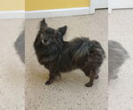 Small #6 Pomeranian