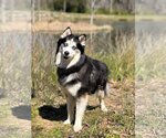Small Siberian Husky Mix