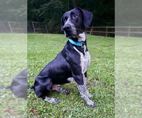 Medium Photo #1 Pointer-Unknown Mix Puppy For Sale in Springdale, PA, USA