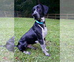 Small Pointer Mix