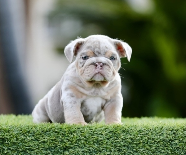 Medium Photo #1 English Bulldog Puppy For Sale in BEVERLY HILLS, CA, USA