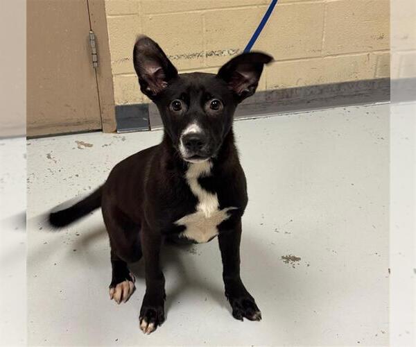Medium Photo #2 American Pit Bull Terrier-Unknown Mix Puppy For Sale in Conroe, TX, USA