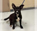Small #1 American Pit Bull Terrier Mix