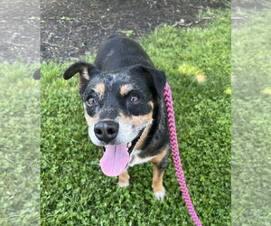Chihuahua-Unknown Mix Dogs for adoption in Rockaway, NJ, USA