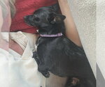 Small #1 Chihuahua Mix