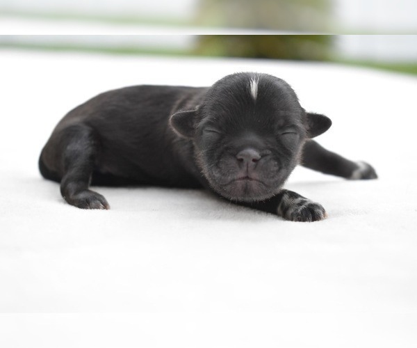 Medium Photo #1 Shih Tzu Puppy For Sale in PALM COAST, FL, USA