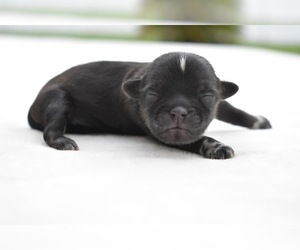 Mastiff Puppy for sale in PALM COAST, FL, USA