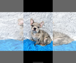 Small #1 French Bulldog