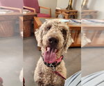 Small Photo #5 Labradoodle Puppy For Sale in Clinton, OK, USA