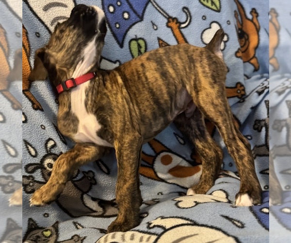 Medium Photo #11 Boxer Puppy For Sale in LANSING, MI, USA