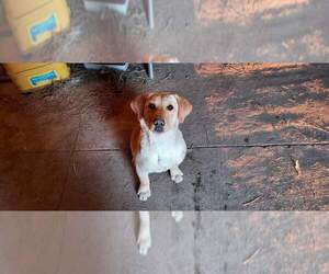 Labrador Retriever Puppy for sale in SHELDON, IA, USA
