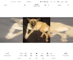 Small Photo #1 German Shepherd Dog-Great Pyrenees Mix Puppy For Sale in JONESBORO, GA, USA