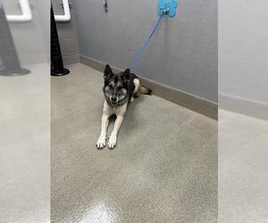 German Shepherd Dog-Unknown Mix Dogs for adoption in Las Vegas, NV, USA