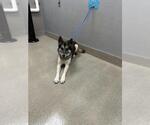SKY - Female German Shepherd Dog-Unknown Mix Dog for Adoption - Small photo