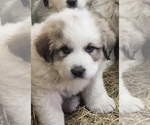 Small Great Pyrenees