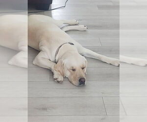 Labrador Retriever Dogs for adoption in Ogden, UT, USA