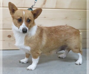 Mother of the Pembroke Welsh Corgi puppies born on 09/19/2020