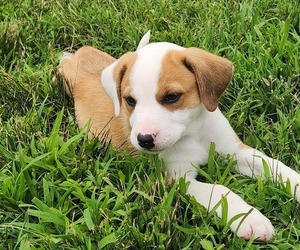 Olde English Bulldogge Puppy for sale in DICKSON, TN, USA