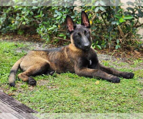 Medium Photo #1 Mutt Puppy For Sale in Imlay City, MI, USA