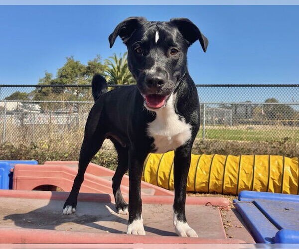 Medium Photo #2 Border Collie-Unknown Mix Puppy For Sale in Santa Cruz, CA, USA