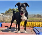 Small #1 Border Collie Mix