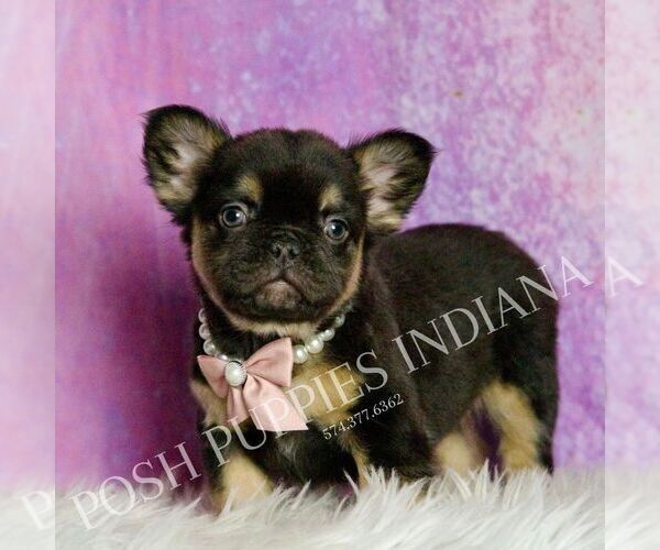 Medium Photo #1 French Bulldog Puppy For Sale in WARSAW, IN, USA