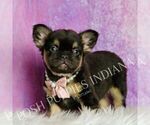 Puppy Dove AKC French Bulldog