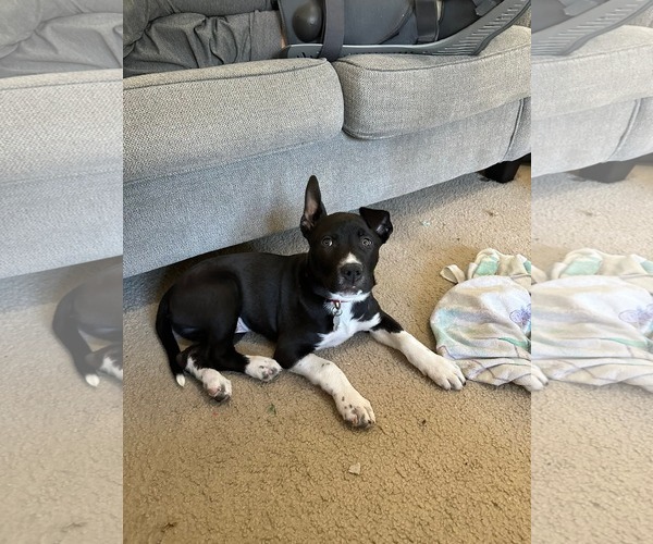 Medium Photo #1 Mutt Puppy For Sale in Holly Springs, NC, USA