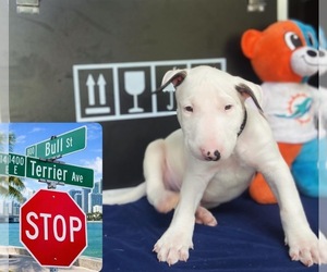 Bull Terrier Puppy for sale in PEMBROKE PINES, FL, USA